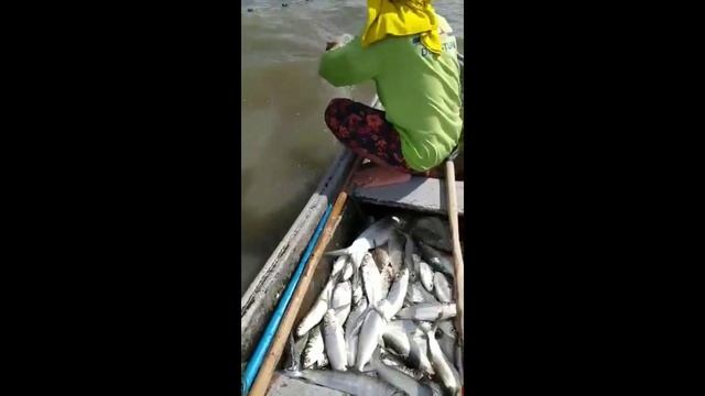 VLOG#17( JACKPOT!!! BUMAHA NG BANGUS SA LAWA смотреть онлайн