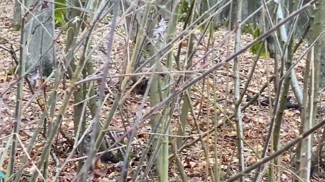 Бачити як заходить весна та прокидається природа це вже дар Божий..ці миті безцінні смотреть онлайн