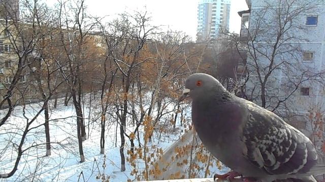 ГОЛУБКА ПРЯНЯ привела КАВАЛЕРА! смотреть онлайн
