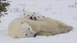 Семьи животных 4K - Мир для любителей животных | Фильм для релаксации Ultra HD