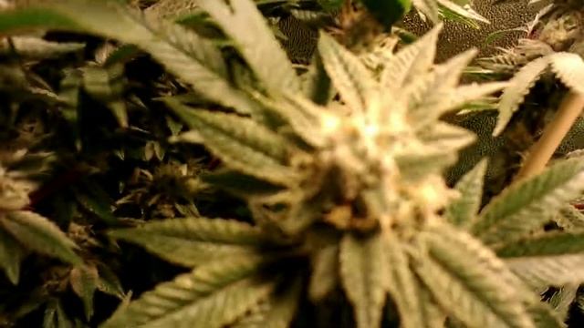 2X4 GROW TENT Gods tear Kush.....day 42 of 12/12 flower..Seeds available @ www.truefiregenetics.com смотреть онлайн