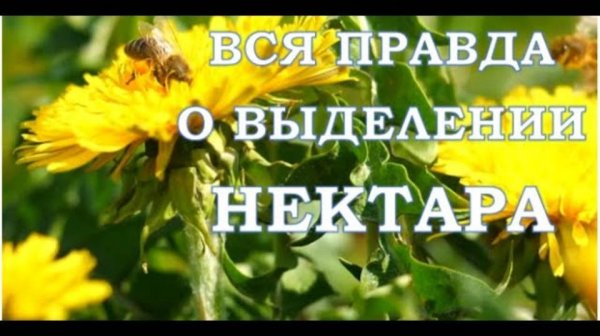 Что влияет на выделение нектара медоносами?