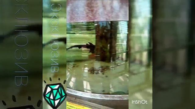 Что целый день делает акула?🐬 смотреть онлайн