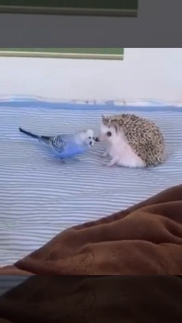 Ежик и попугай😄😄😄👍 смотреть онлайн