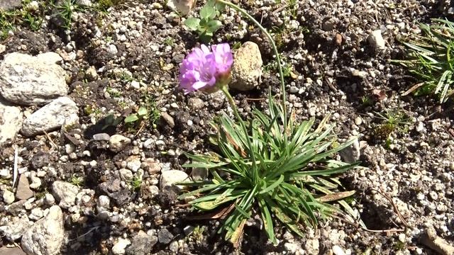 Armeria alpina Willd. (trávnička alpská) смотреть онлайн