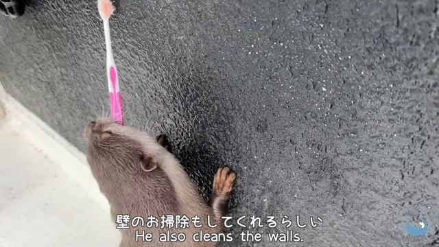Otter Tororo Complains To Me Again. смотреть онлайн