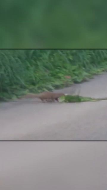 Мангусты Против Игуан