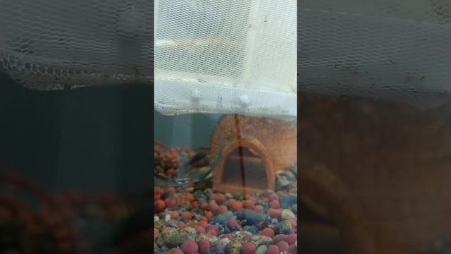 [TIMELAPSE] Convict Cichlid Breeding Diary (1pm, Friday, February 26) смотреть онлайн