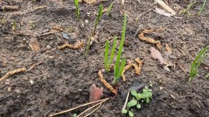 Землянка или лачуга. Что дальше. Складной стол своими руками. Лук пророс