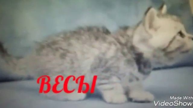 Гороскоп: котят #2!!! смотреть онлайн