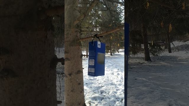 Птицы и кормушка смотреть онлайн