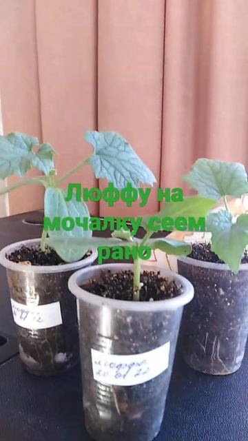 ЛЮФФА известна нам в виде мочалки, вырасти сам смотреть онлайн