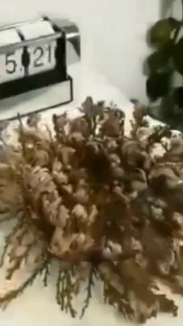 #shorts #shortvideo #shortsvideo #africa #sahra смотреть онлайн