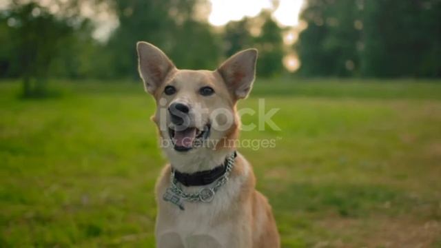 Monkey 🐒 love dogs beautiful zoo Animals video xx live lives смотреть онлайн