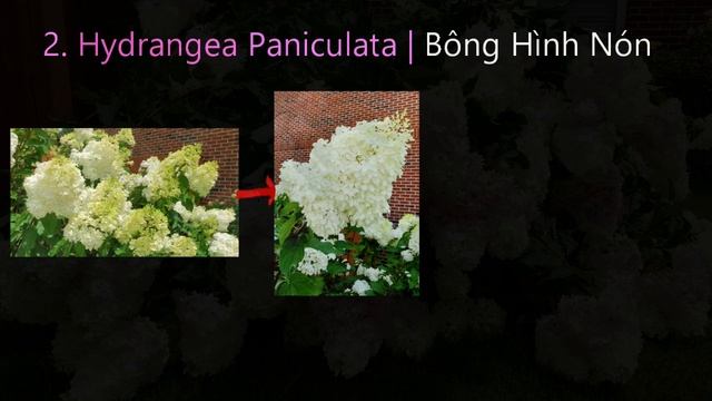 Phân Biệt Các Loại Bông Cẩm Tú Cầu | Cách Trồng Chăm Sóc & Cắt Tỉa Cây смотреть онлайн