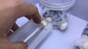 Переселение муравьёв Camponotus Singularis \ Сamponotus Nicobarensis для доставки.
