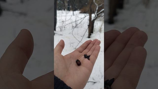 Ручные синицы в парке смотреть онлайн