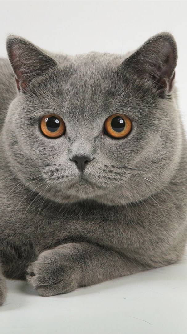 🟣Котик Техён после купания))))🟣