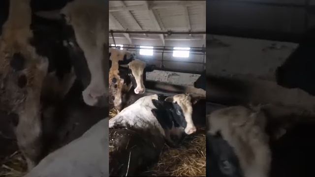 Быки смотреть онлайн