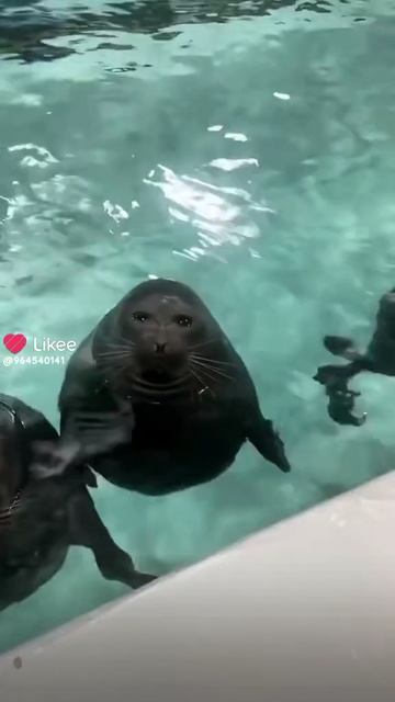 Like_7475346154535521404.mp4