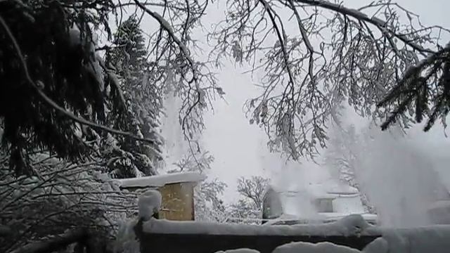 Tree falling down / Дерево падает смотреть онлайн