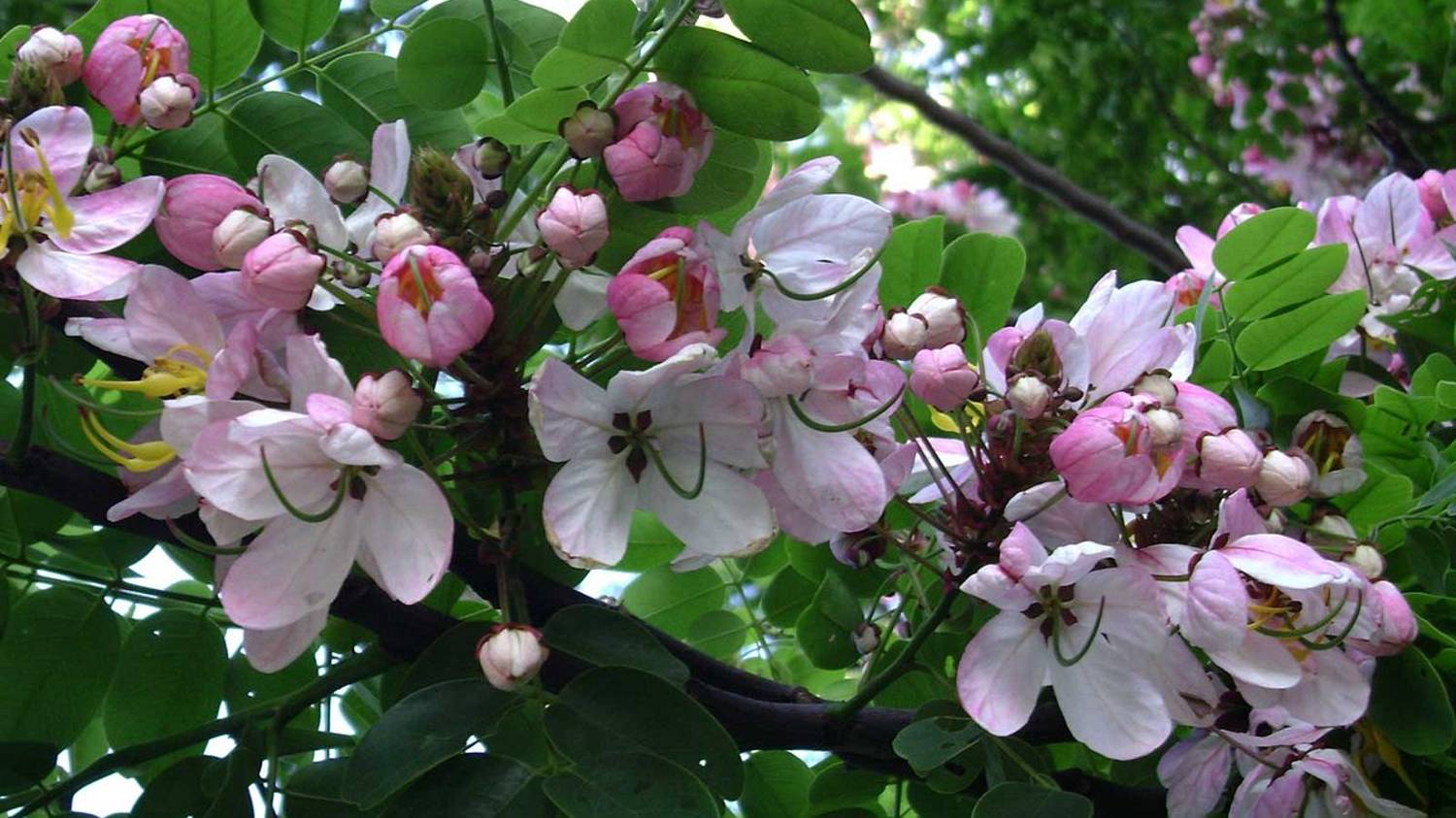 ВОДОЛЕИ. 🍀🍀🍀 Ваш таро-прогноз на апрель 2025 года. Ретро Венера. Ретро Меркурий. смотреть онлайн