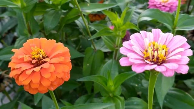 Топтун 1 - 40 серии | Детектив 2021 смотреть онлайн