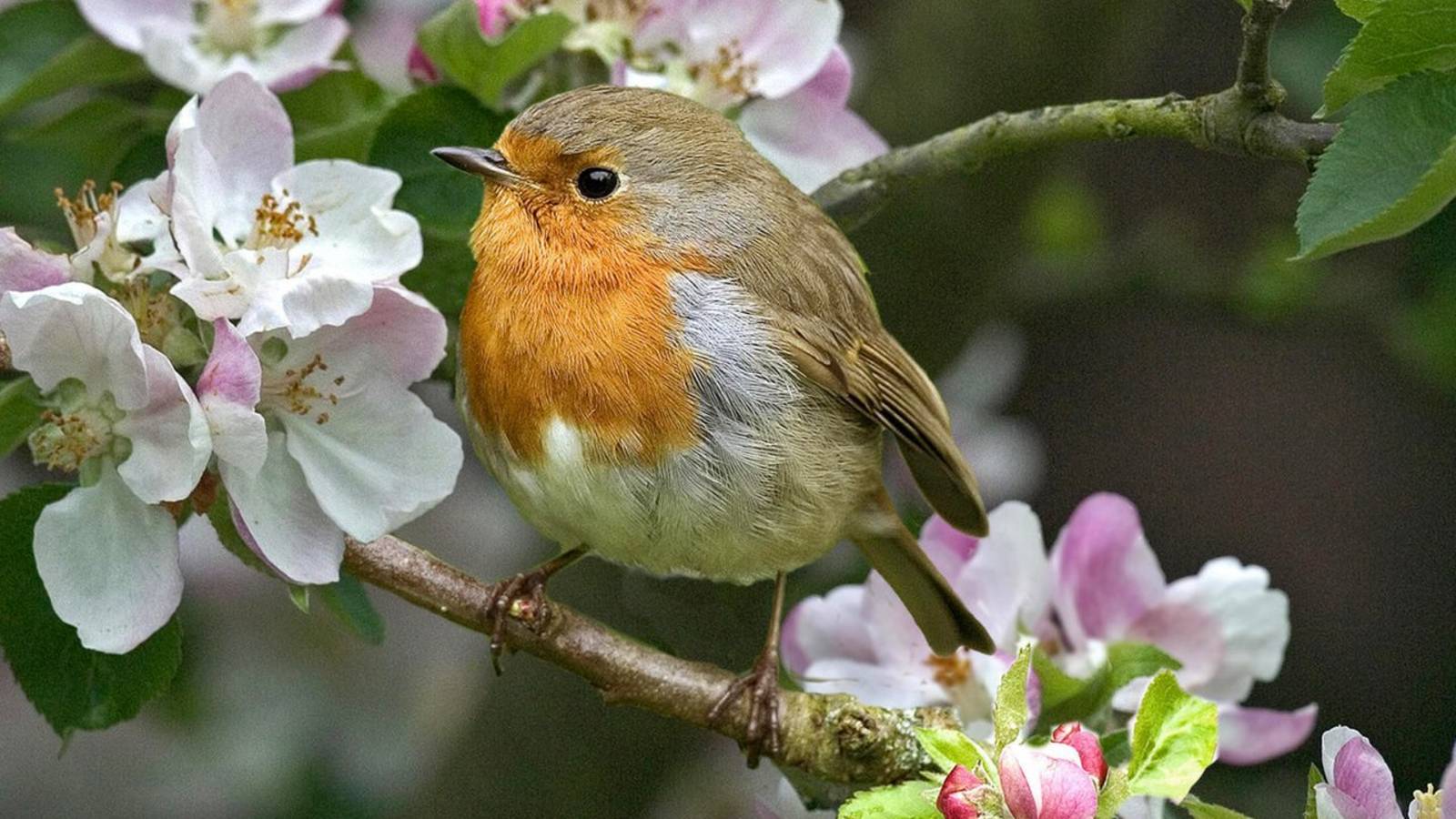 БЛИЗНЕЦЫ. ✨✨✨ Ваш таро-прогноз на апрель 2025 года.🌺🌺🌺 Ретроградный Меркурий смотреть онлайн
