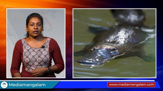 ഗവേഷകരെ സംശയത്തിലാഴ്ത്തി പ്ലാറ്റിപ്പസ് | PLATYPUS ANIMAL смотреть онлайн