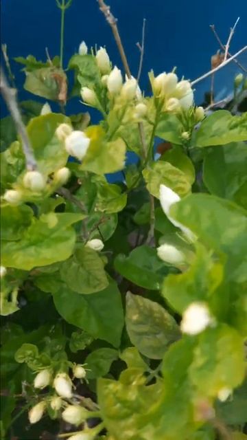 Nelesa Gardening Live Jasmine Flower Plant _ summer jasmine flower смотреть онлайн