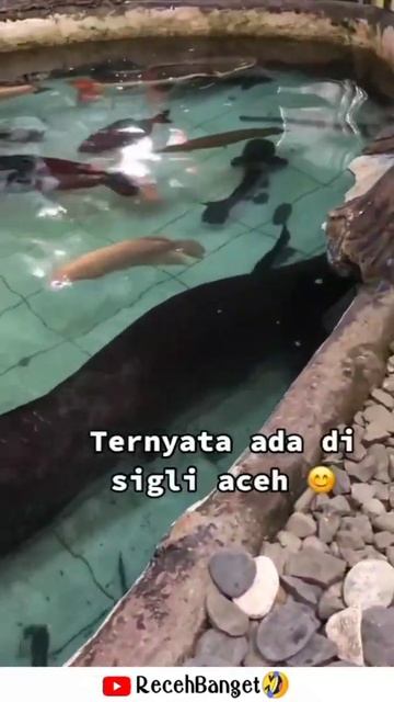 Ikan Arapaima Tertua Di Indonesia | #shorts #viralvideo #Viral #arapaima