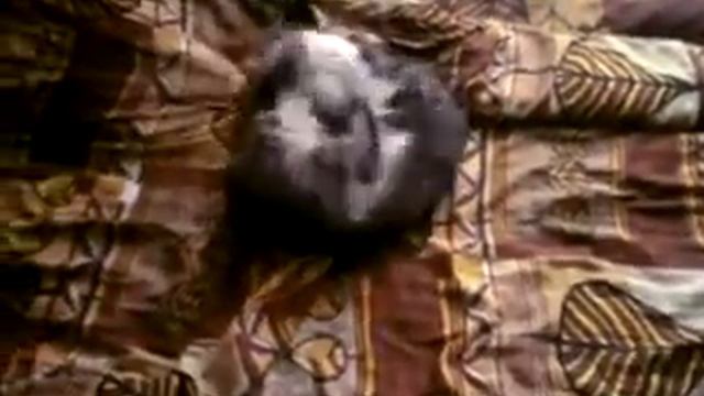 Разъярённые тигры дерутся=) смотреть онлайн