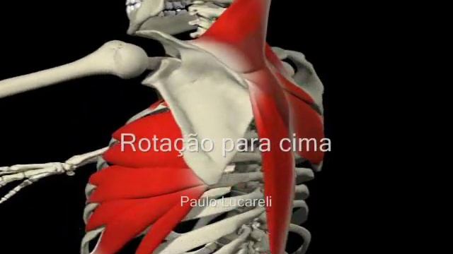 Escapula - Rotação para cima смотреть онлайн