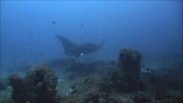 Buceo En Praiado Tofo, Inhambane, Mozambique.
