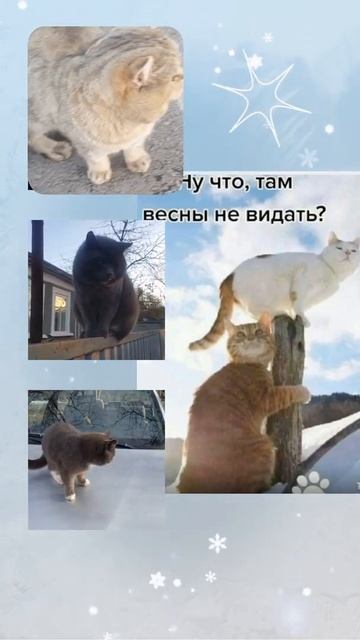 Смешные коты. Ну что там, ВЕСНЫ не видать? / Funny cats. смотреть онлайн
