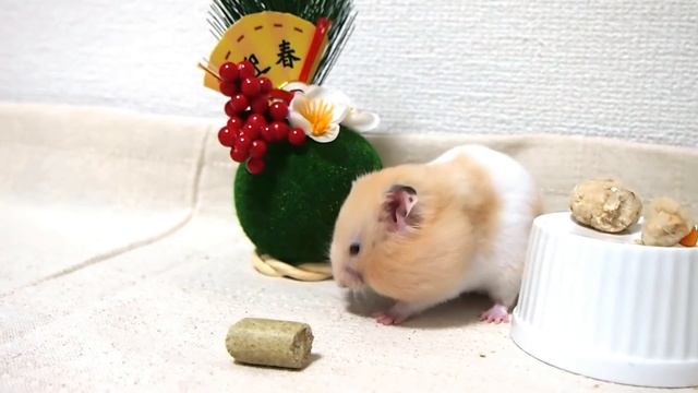 大あくびしながら鏡餅を食べるハムスター！おもしろ可愛いハムスターFunny Hamster's big yawn while eating rice cakes.New year смотреть онлайн