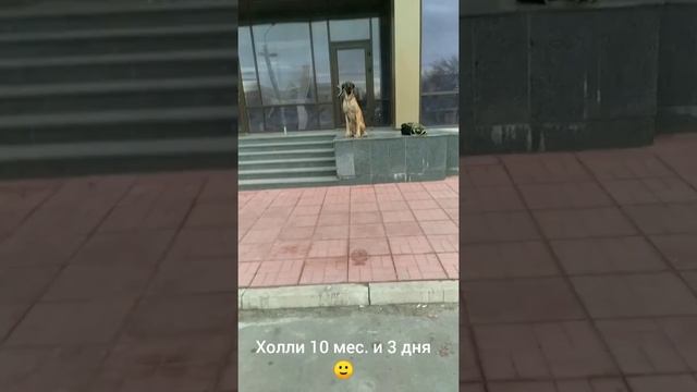 Дрессировка собак. Холли🐕10 мес. и 3 дня(возле дороги🚑🚗🚒) смотреть онлайн