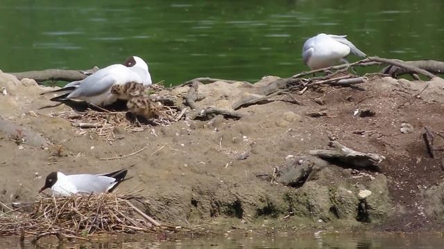 Racek chechtavý (Chroicocephalus ridibundus), Common Black-headed Gull. 23.5.2021. смотреть онлайн