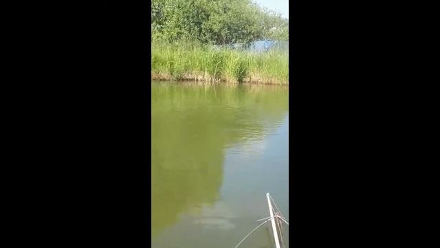 пруд бурлит.кормим собачим кормом смотреть онлайн