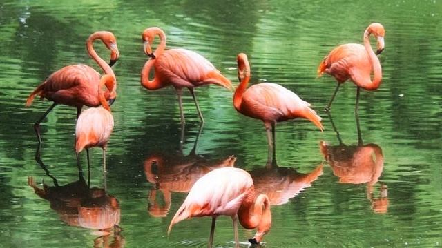 Звук Марш фламинго в лесу у воды смотреть онлайн