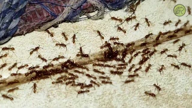 eating frog sound - funny frog cute is eating - frog sound смотреть онлайн