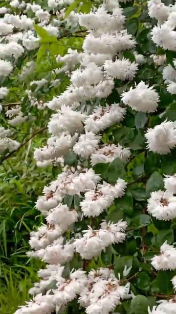 😍Deutzia😍beauty of summer flowering plants, deutzia flowers || #shorts#youtube#short#viral смотреть онлайн