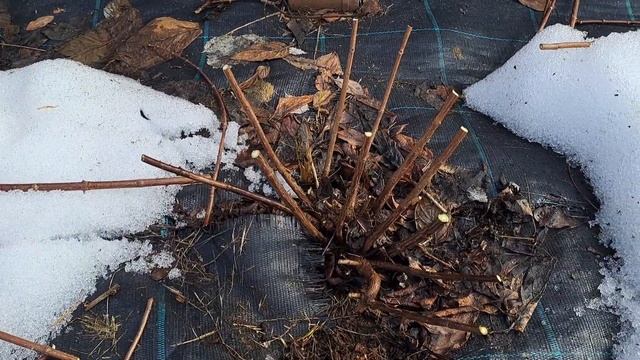 Весенняя обрезка метельчатой гортензии