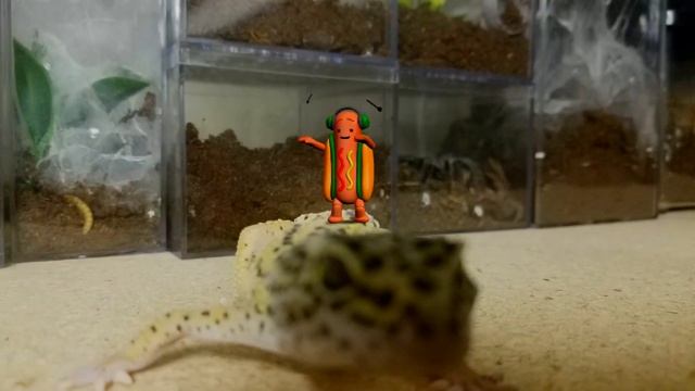 DANCING HOTDOG WITH ALL MY PETS [FUNNY COMPILATION] смотреть онлайн