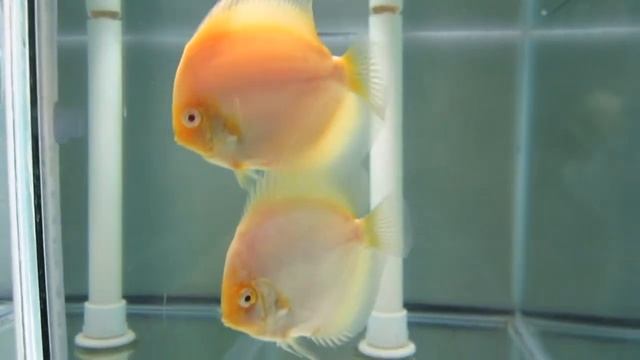 Albino Snow White Discus Possible Pair смотреть онлайн