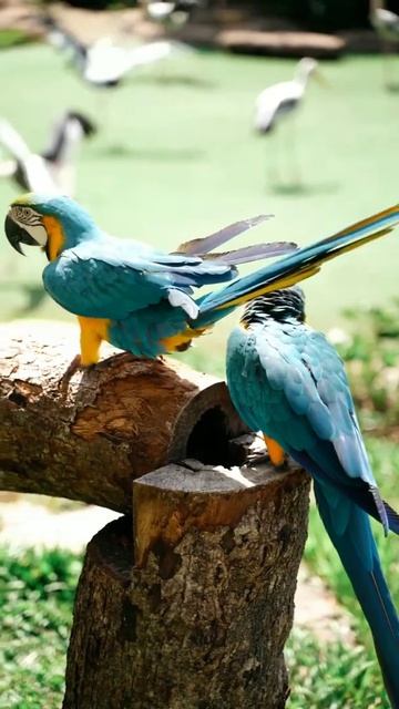 মেকাও টিয়াপাখি || beautiful macaw parrot||#shorts смотреть онлайн