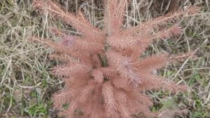 Обрезка метельчатых гортензий. Состояние сада после зимы #цветы #гортензии #сад #туи #ели #весна