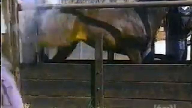 Лошадь смотреть онлайн