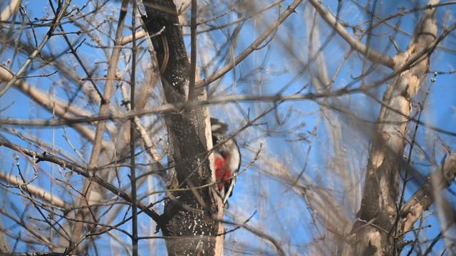Дятел за работой.