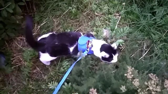 Кошка на прогулке смотреть онлайн